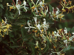Vivers Càrex - Lonicera periclymenum subsp. hispanica